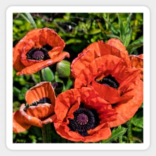 Blood Red Poppies (Square Crop) Sticker